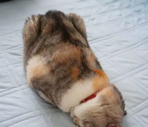 当猫咪遇上巧合,一些有趣的猫咪照片