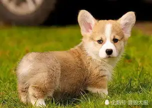 第一次养柯基犬,准备好这些,让你不至于手忙脚乱