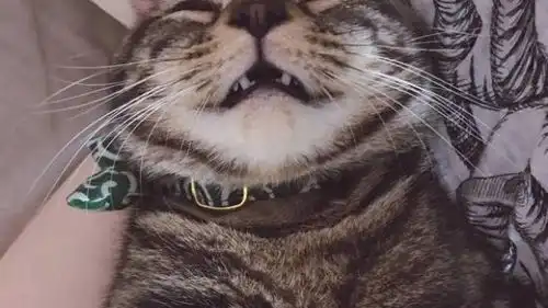 猫咪做完绝育醒来的表情,主人看了后悔,网友看了大笑