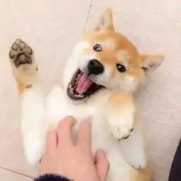 日本这只爱刷牙的柴犬火了刷牙照萌翻无数网友