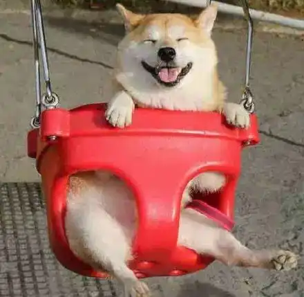 捕捉到一只荡秋千的柴犬,笑的好开心狗生快乐啊