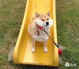 狗狗听到去洗澡和出去玩真是两种截然不同的反应啊