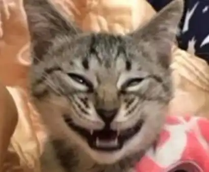 女主说要带猫咪出去玩,结果猫咪就这副表情,主人都笑喷了