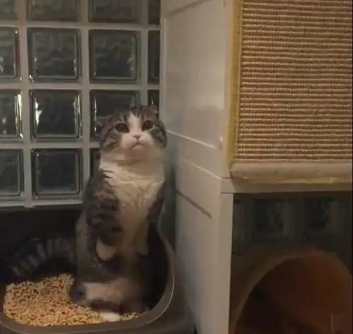 主人偷偷观察小萌猫拉粑粑,看到猫咪的表情主人笑喷是便秘了吗