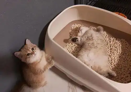 小奶猫想上厕所,不料猫砂被同伴占了,委屈巴巴看主人你管管它