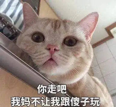你家猫咪不温柔你错了,也许它只是对你不温柔