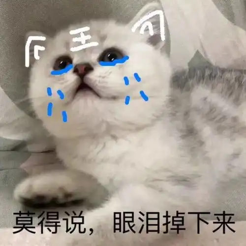 猫咪表情包我等的喵在多远的未来养猫