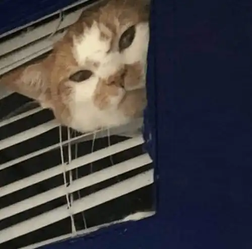 在门外刷漆却被猫误会没带它出去玩,然后露出这种表情,笑屎