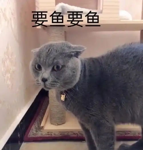 蓝猫等待宠主回家,却发现没有小鱼干,脸上表情360度的大转变