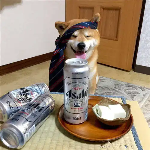 主人发现狗狗喜欢喝啤酒,直接给它灌一瓶,结果狗狗变成了这模样