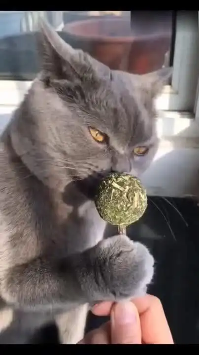 蓝猫舔棒棒糖,表情太销魂,让路人都痴迷了