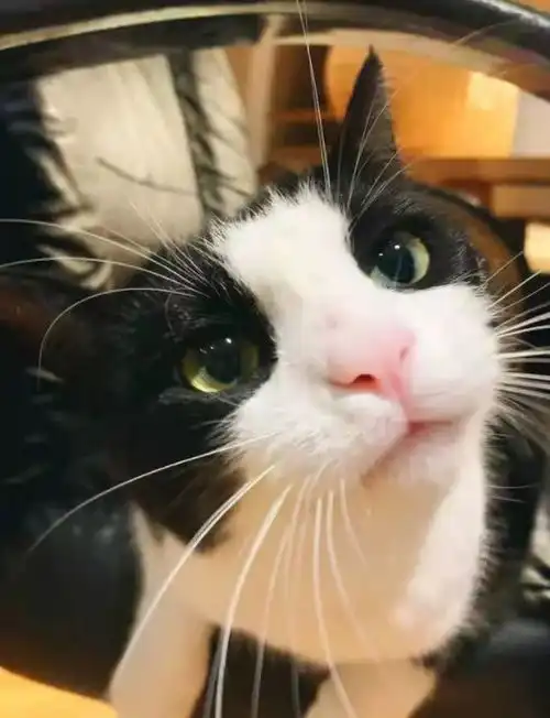 表情主人悄悄给奶牛猫拍照,小表情太萌了,结果偷拍被猫咪发现腾讯网qq.com表情