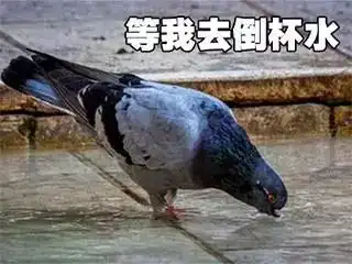 塑料友情经得起鸽子的考验不