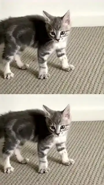 帅不过三秒的小猫咪,我记住你这堵墙了下次拿你磨爪子
