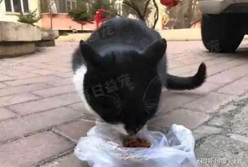 猫咪在街上卖萌,结果被骗去医院绝育了,喵人类套路真多