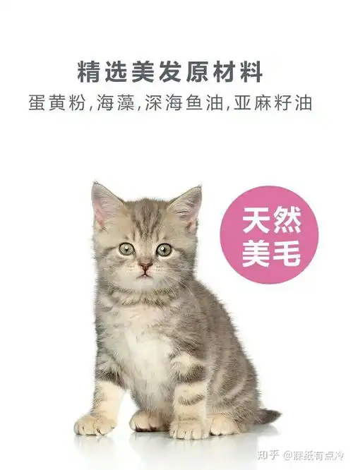 小萌新养猫选什么品种一步教你选猫粮