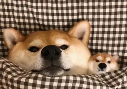 柴君小课堂,冬季柴犬狗窝的清洁与保暖