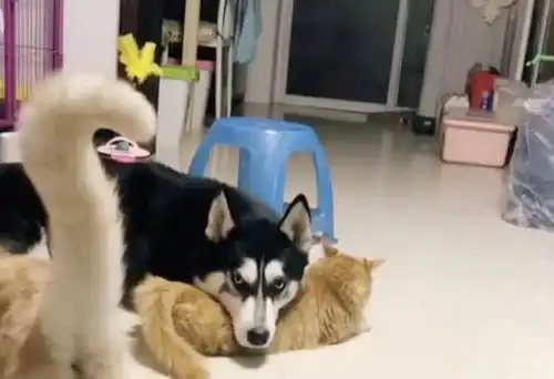 哈士奇在家称王称霸,竟将橘猫当做枕头,露出的表情很欠揍