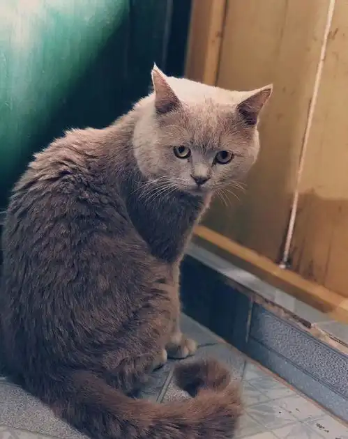 蓝猫做完绝育后依然乱叫,第二天看到猫的表情后完了,摊上事了