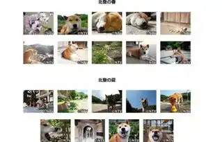 16岁表情包柴犬北登去世网友好狗不分国界