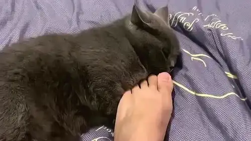 二货主人把脚伸到猫咪面前,接下来它的表情亮了,背景音乐才是重点