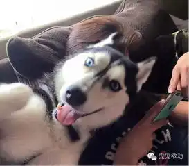 当主人把最后一口汉堡吃掉时,哈士奇的表情把他吓懵了