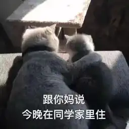 热门斗图表情包大全