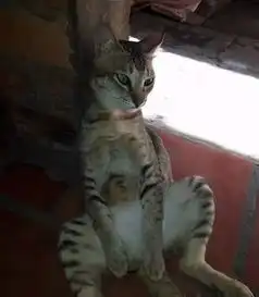 网友家的猫做完绝育后,一副生无可恋的表情