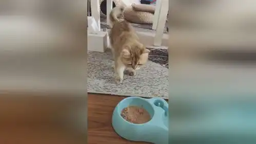 爱理巴蒂抖起来,有没有被小橘猫萌到