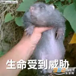 竹鼠表情包我没有中暑我没有抑郁竹鼠照片表情包下载乐游网游戏下载