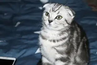 萌猫小坏微信表情包设计