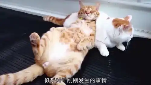 橘猫跟白猫玩耍,却突然表情凝固,仔细一看后人们被逗乐了