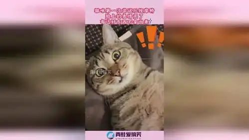 猫咪第一次尝试玩按摩椅,脸上的表情亮了,有这好东西不拿出来