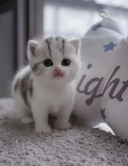 终于知道为什么那么多人喜欢吸小奶猫了这眼神萌到吐血,好想养