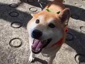我的表情包去世了再见,小柴