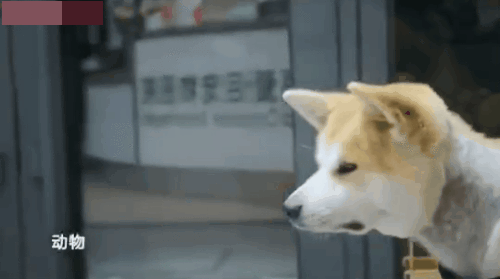被遗弃的柴犬变苦瓜脸,它的笑容不见了