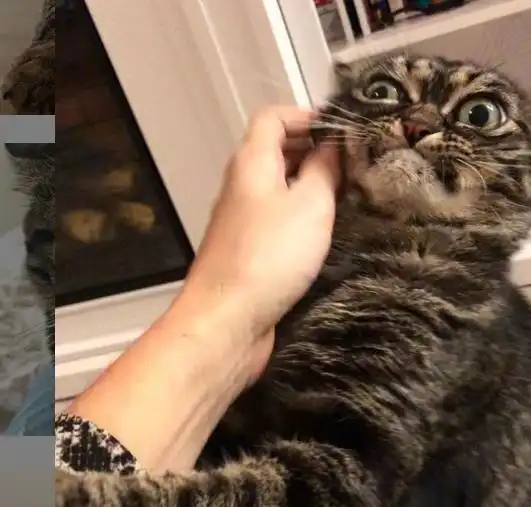 世界上脸最臭的猫,坐拥数十万粉丝,随便一张照片都是表情包