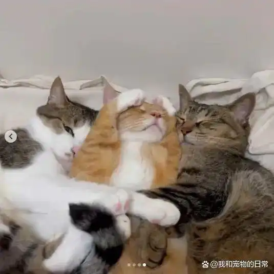 橘猫拒绝与奴才的任何亲密行为,旁边两只猫的表情亮了