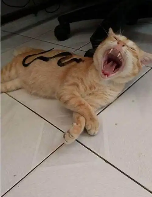 猫咪睡觉时感觉身上有东西,回头一看,只听见猪叫声