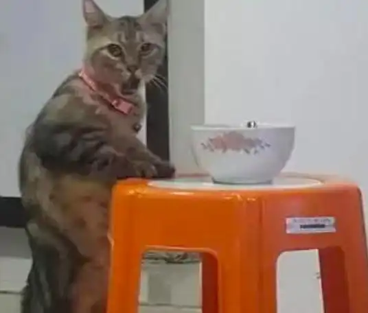 原来表情帝不仅只有哈士奇,猫咪偷吃被发现,这表情也是醉了