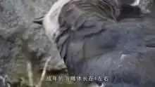 两只金雕摁住一只野狼,野狼根本不敢动弹,只得沦为阶下囚