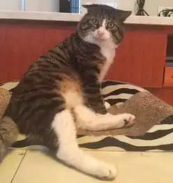 这只猫的20个表情,反映了你生活中的日常