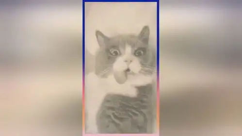 猫咪绝育后,这小表情笑死我了,醒过来了懵逼了我不完整了