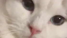 小奶猫困了挤眼睛的小表情真的是萌化了哟