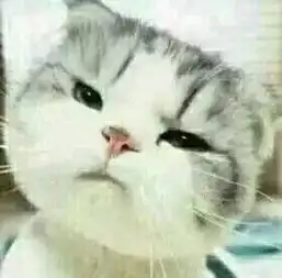 这只猫叫什么.有没有它的表情包.