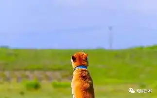 泪目16岁柴犬北登去世,你的表情包里肯定有它