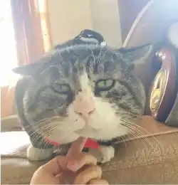 这只猫的20个表情,反映了你生活中的日常