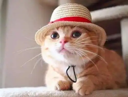 什么猫粮可以帮橘猫补血,哪种猫粮补血好