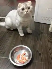 猫咪见碗里多出两只虾,一脸不敢相信的表情,然后盯着铲屎官