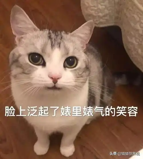 奇怪,给猫花钱的人都是什么心理